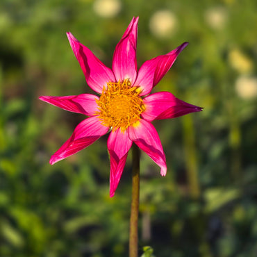 Bloomquist Honorable