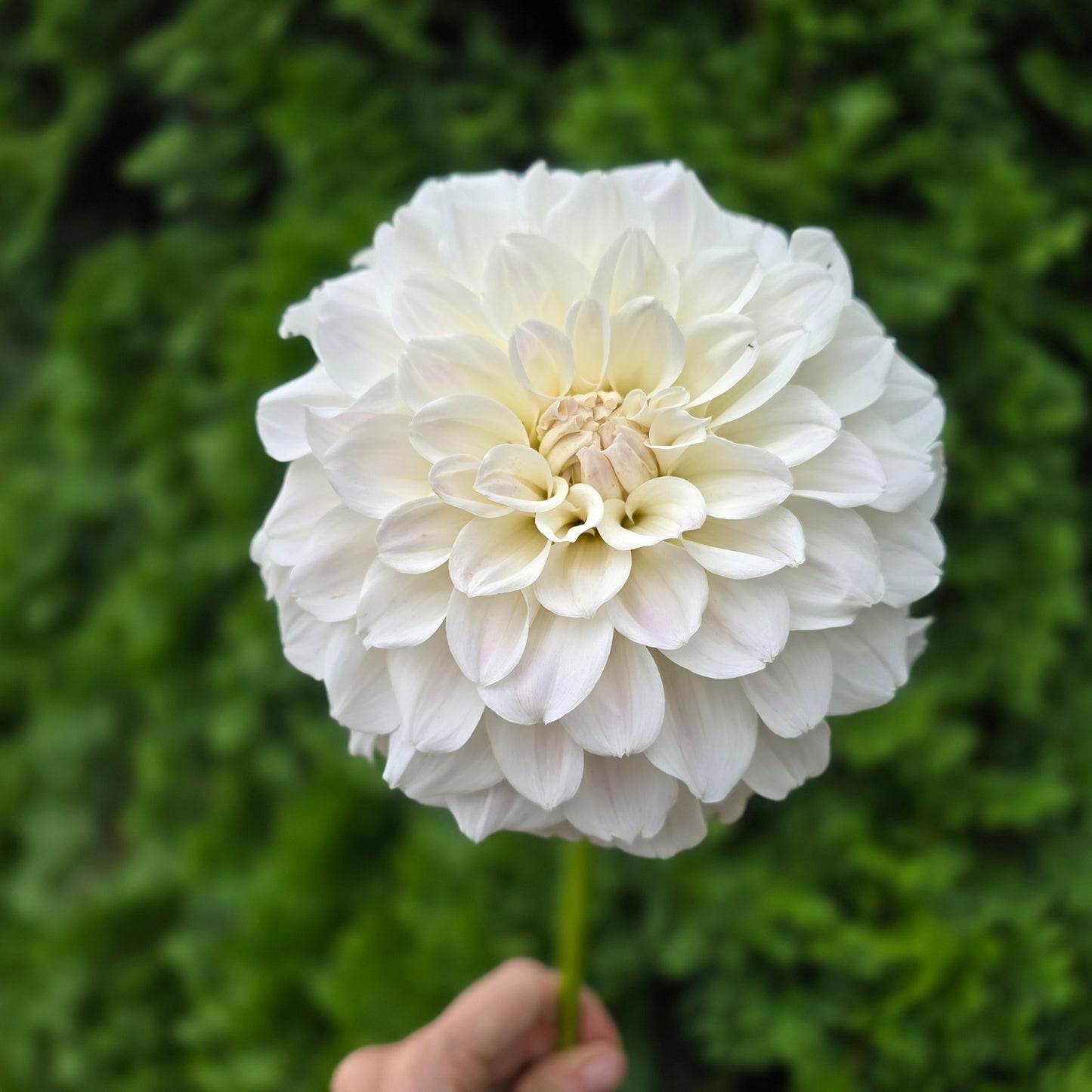 IRISH RUFFLES