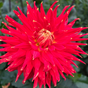 WYN'S CINNABAR