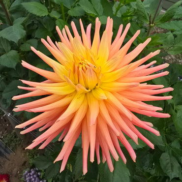 Hollyhill Peachy Keen