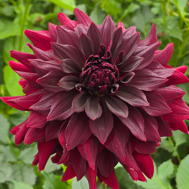 Helena Rutherford Ely