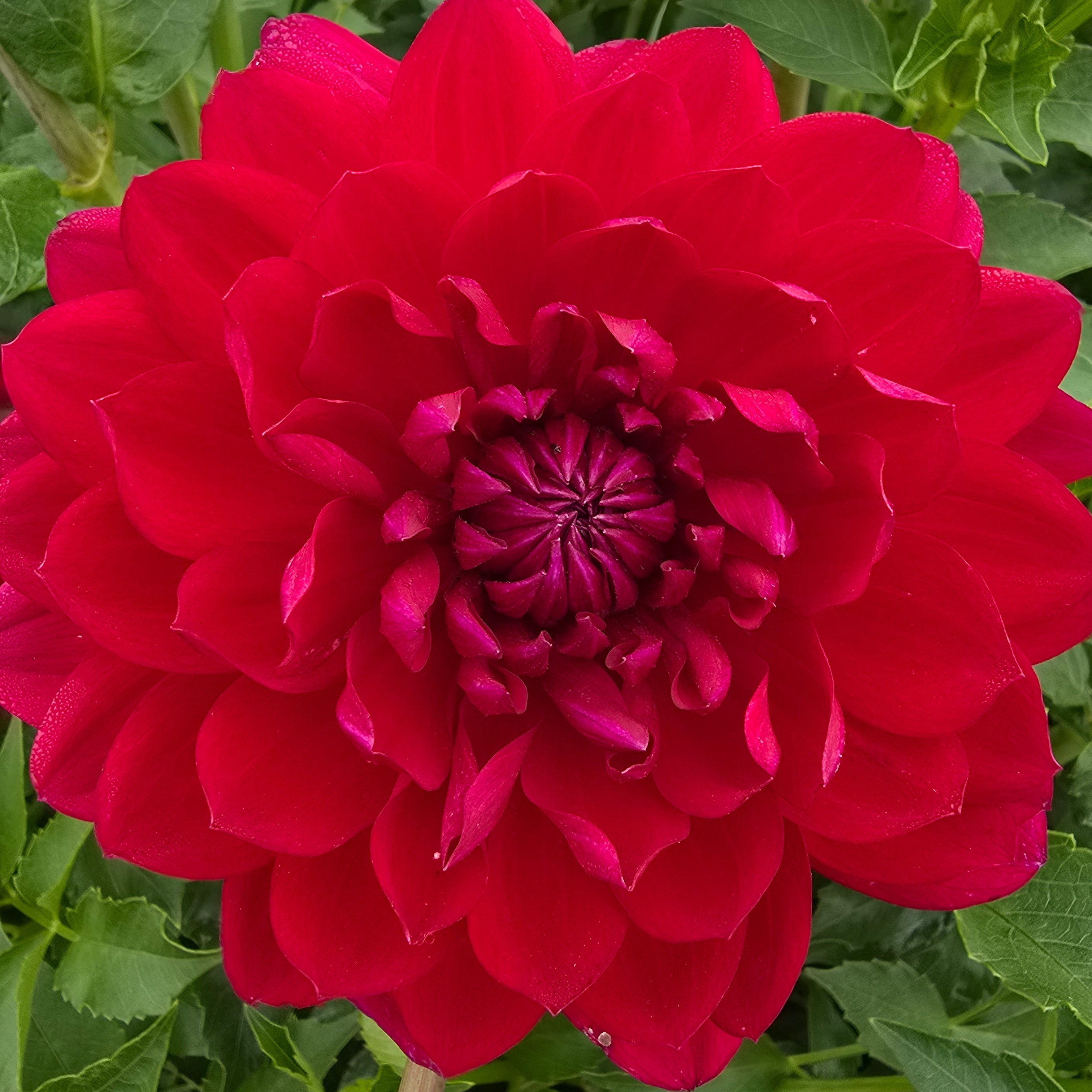 SANDIA CLAIRE (Limit 1)