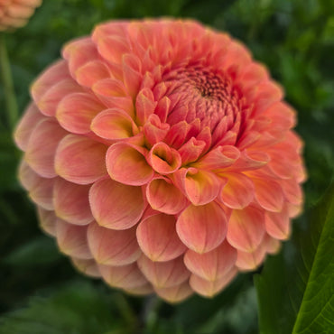 20th Ave Softer Peach