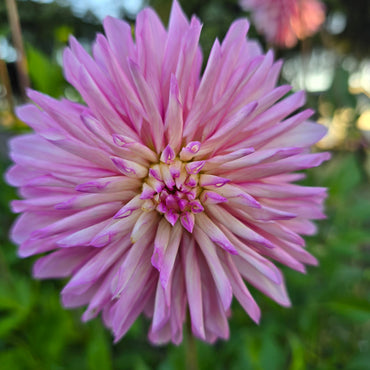 BLOOMQUIST FANTASTIC