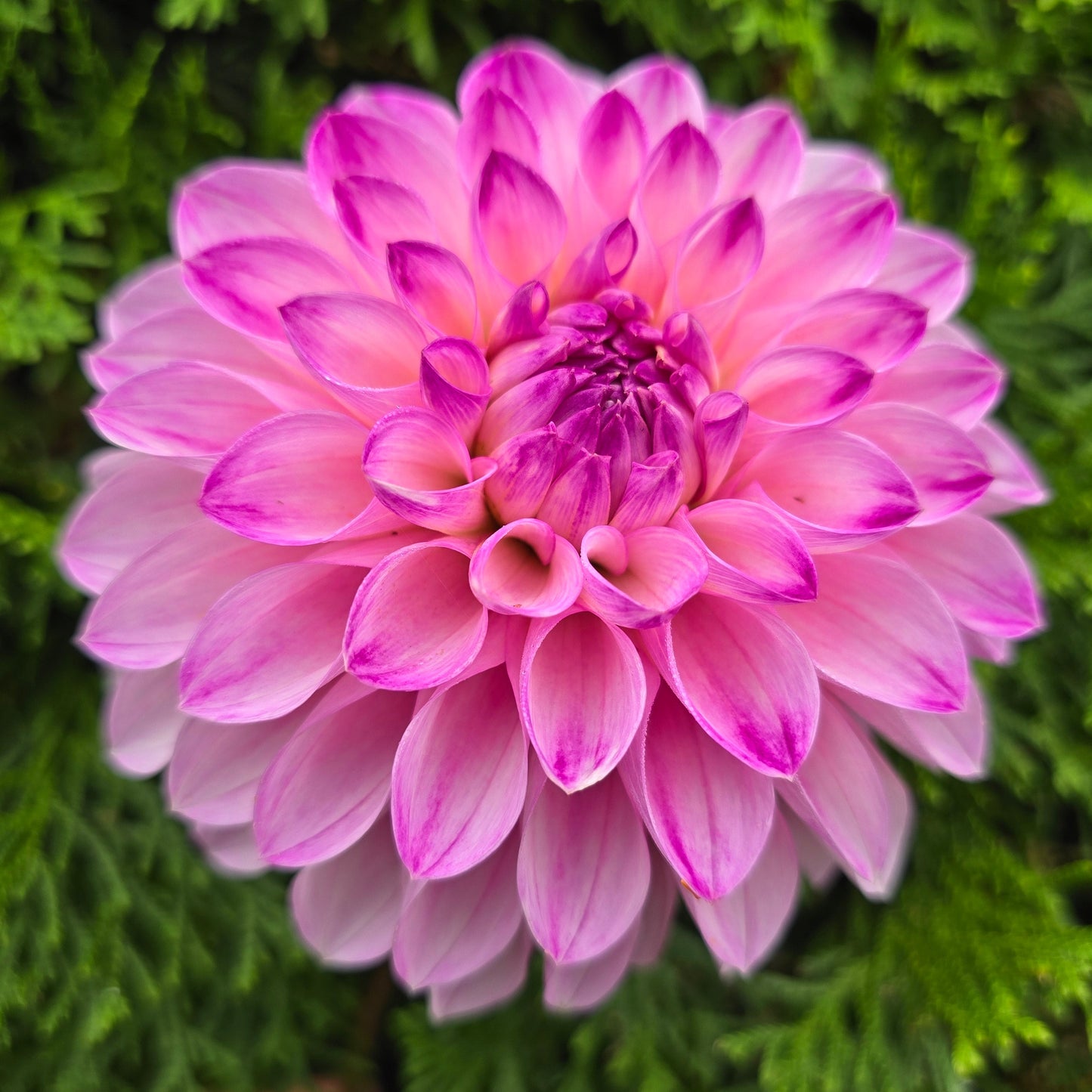 BLOOMQUIST FAITHFUL (Limit 1)