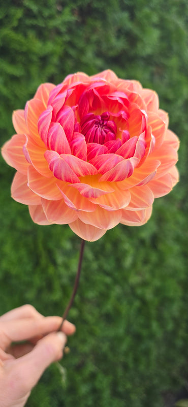 SANDIA MARMALADE