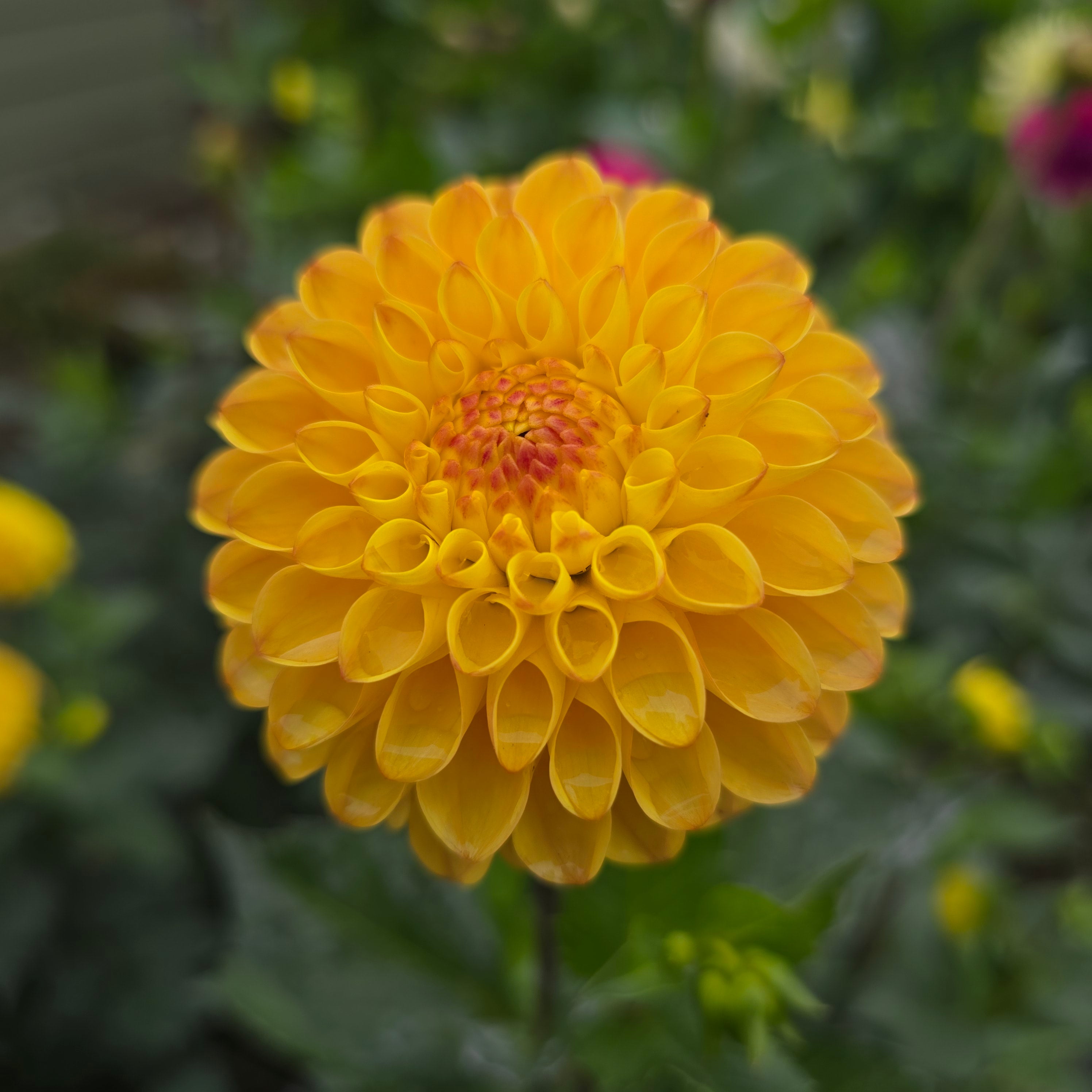 Clearview Butterscotch
