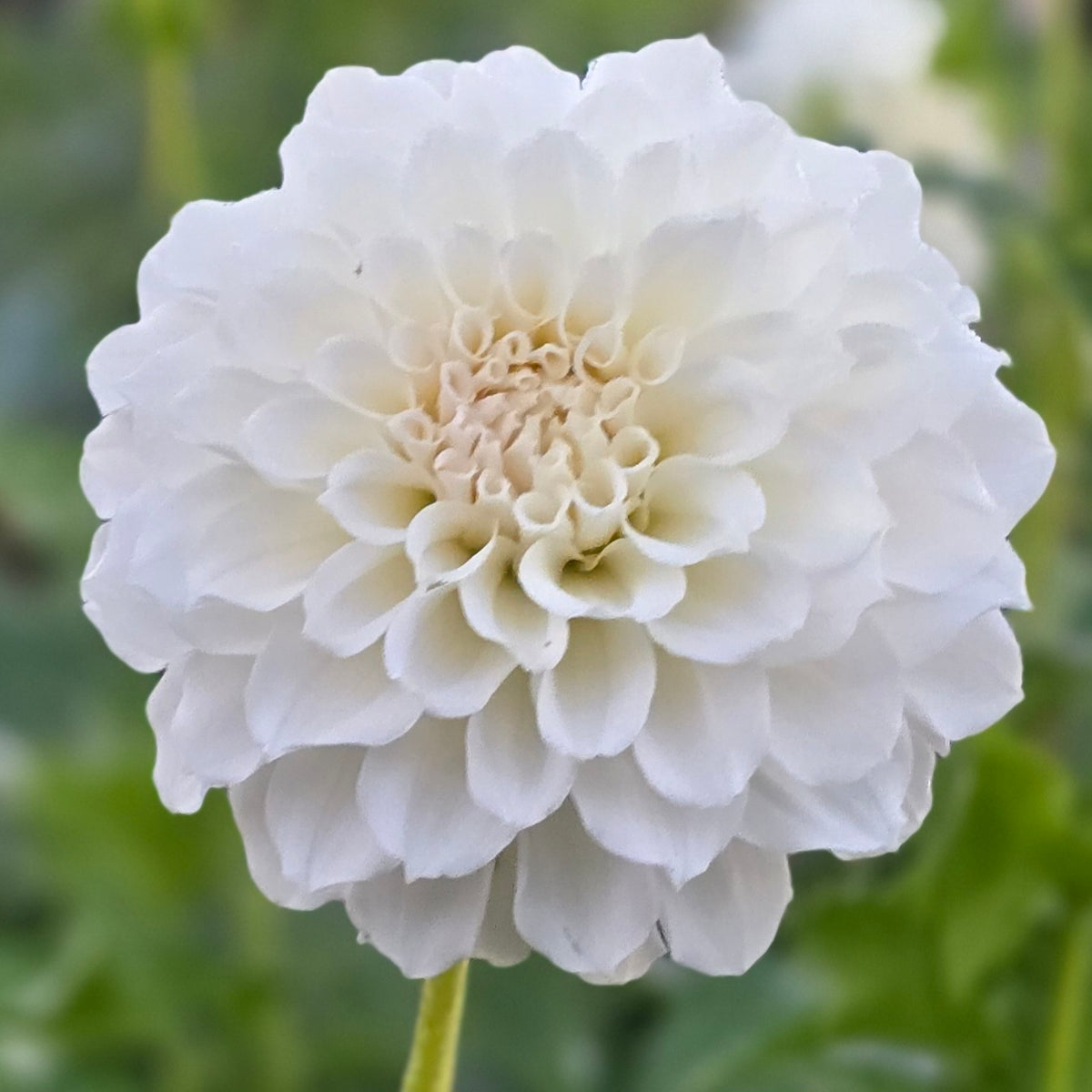 IRISH RUFFLES