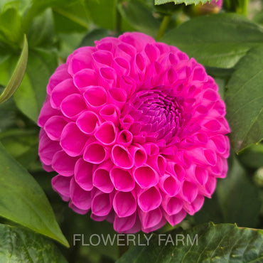 20TH AVE FOR MOM Tuber