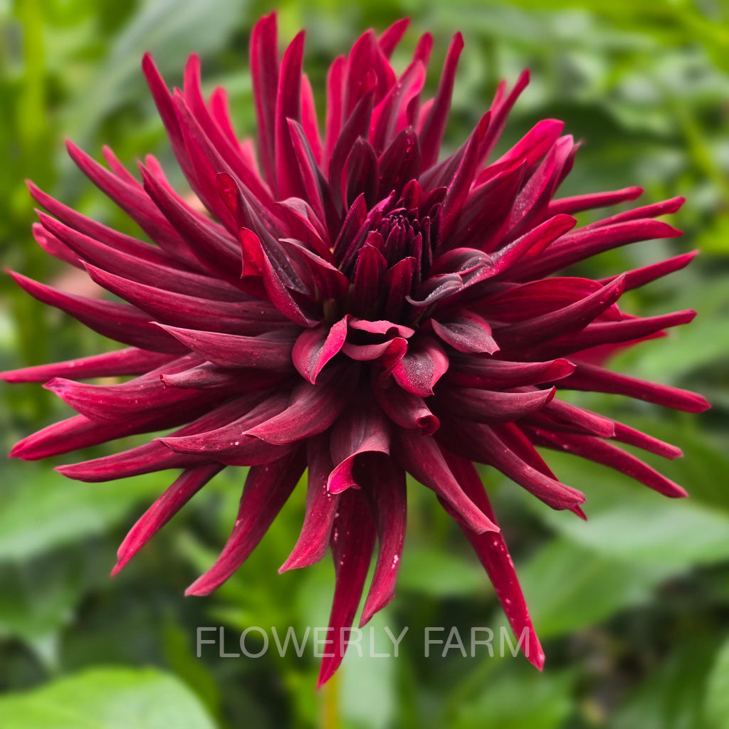 BLACK NARCISSUS Tuber