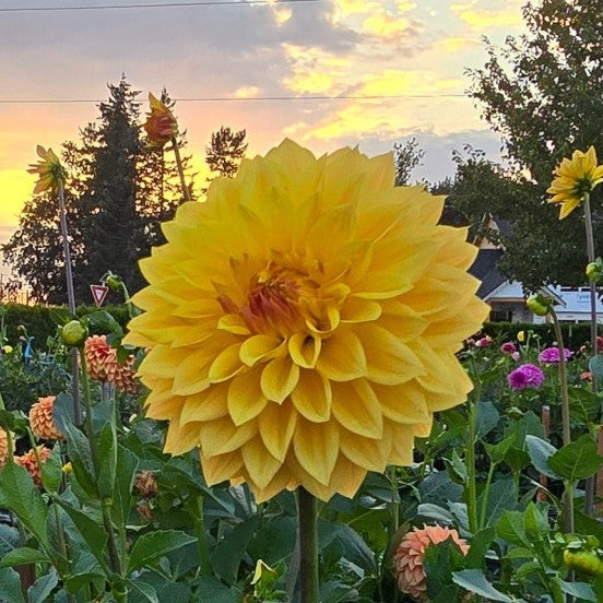 BLOOMQUIST BUTTERSCOTCH (Limit 1)