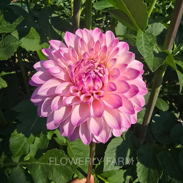 BLOOMQUIST FAITHFUL Tuber