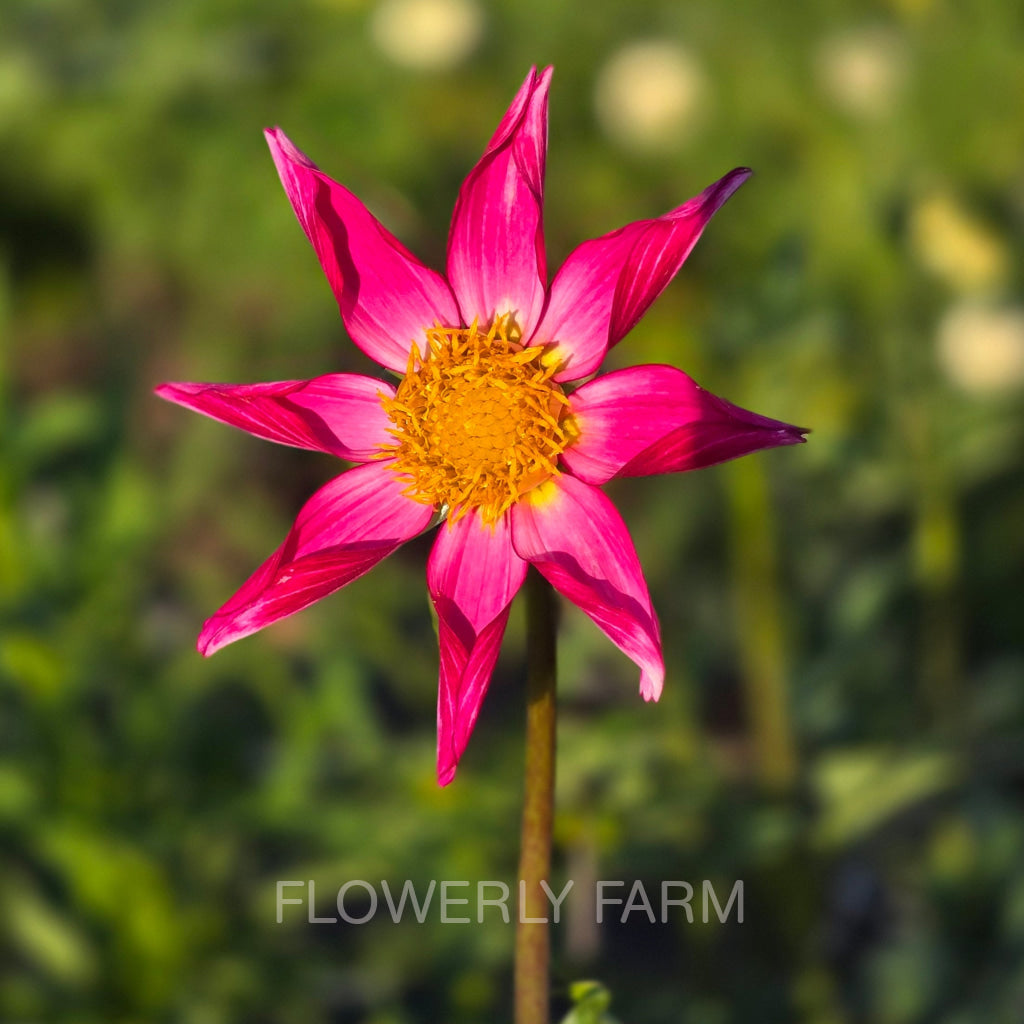 BLOOMQUIST HONORABLE Tuber