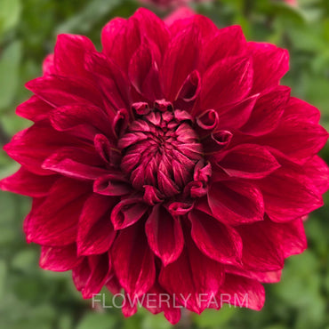 BLOOMQUIST YORK Tuber