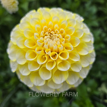 RIVER’S YELLOW SNOW