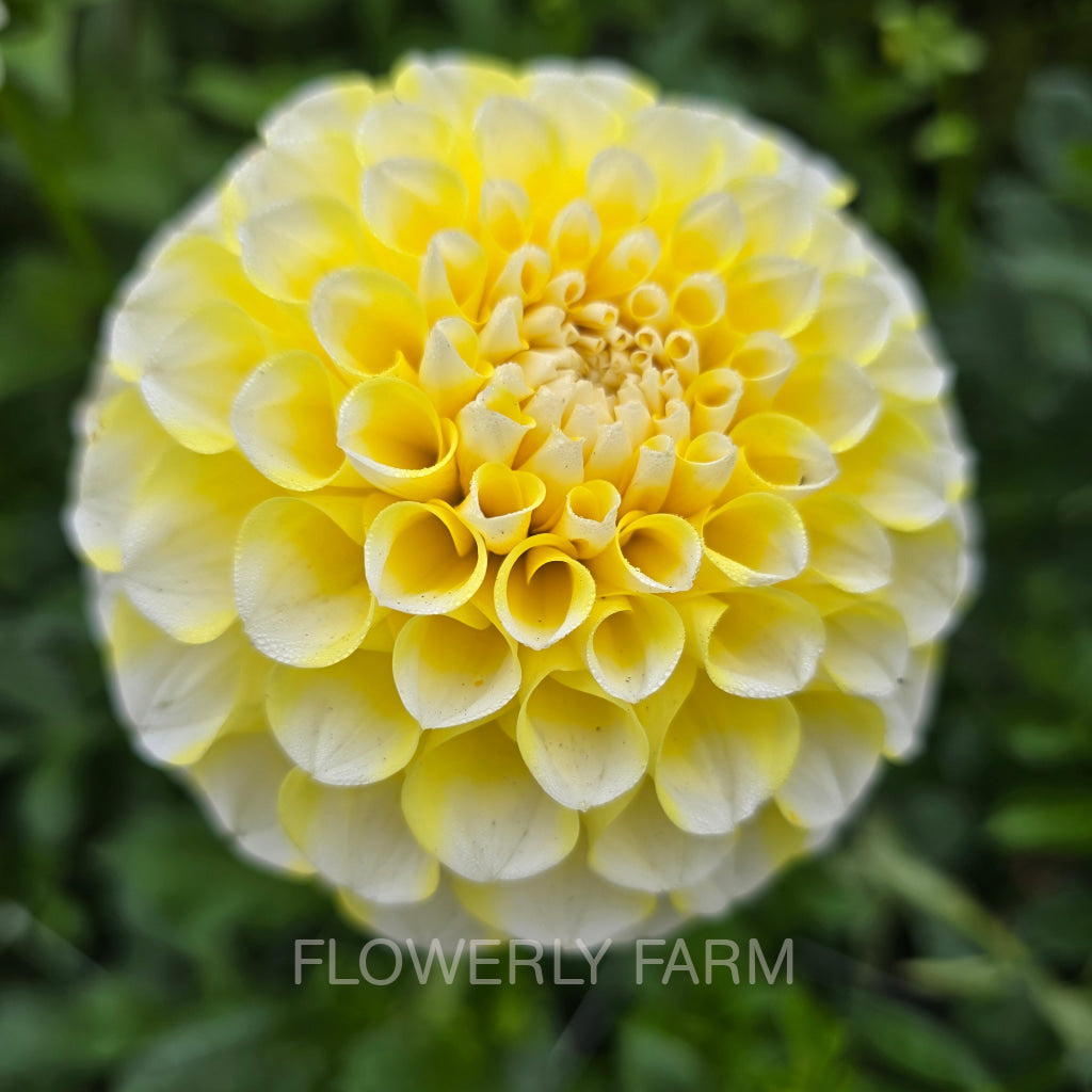 RIVER’S YELLOW SNOW