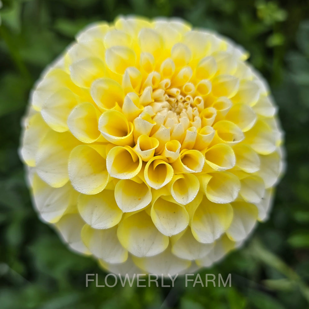 RIVER’S YELLOW SNOW