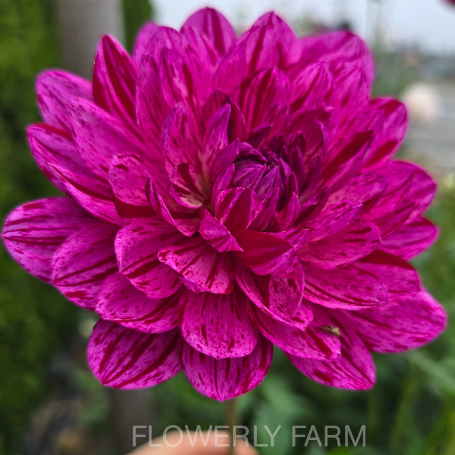 SANDIA CANCAN (Limit 1) Tuber