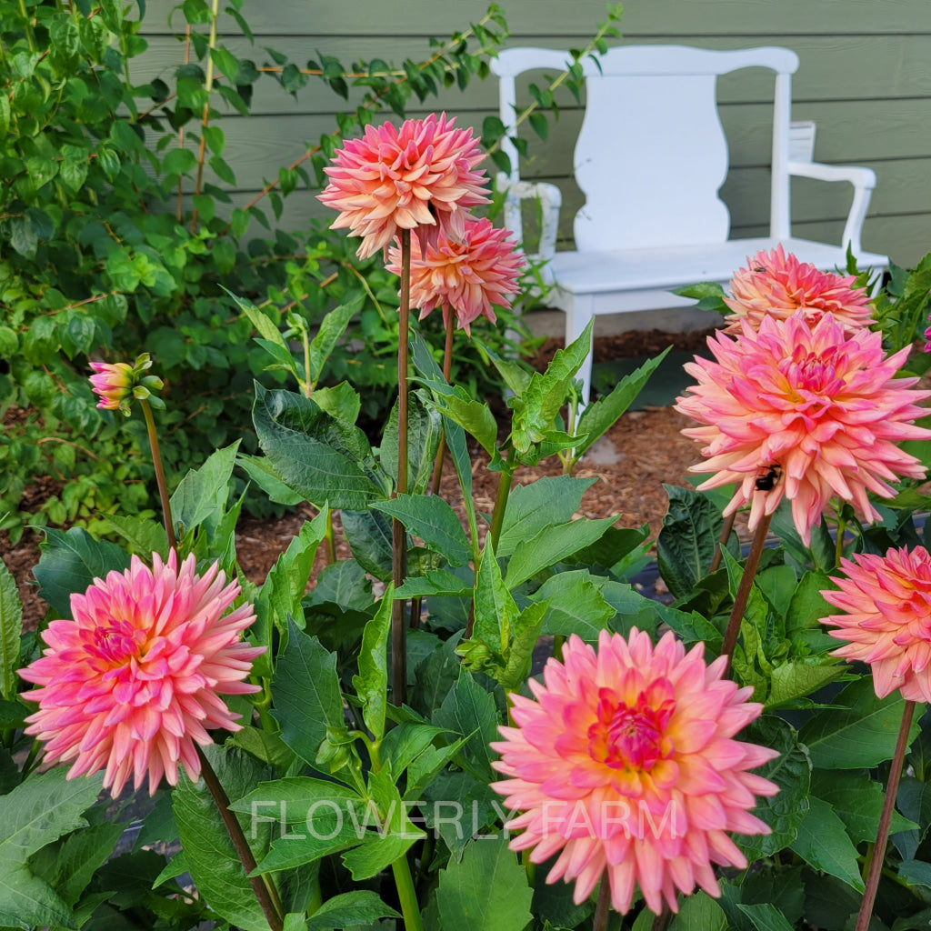 2-4" Mini Blooms (M)