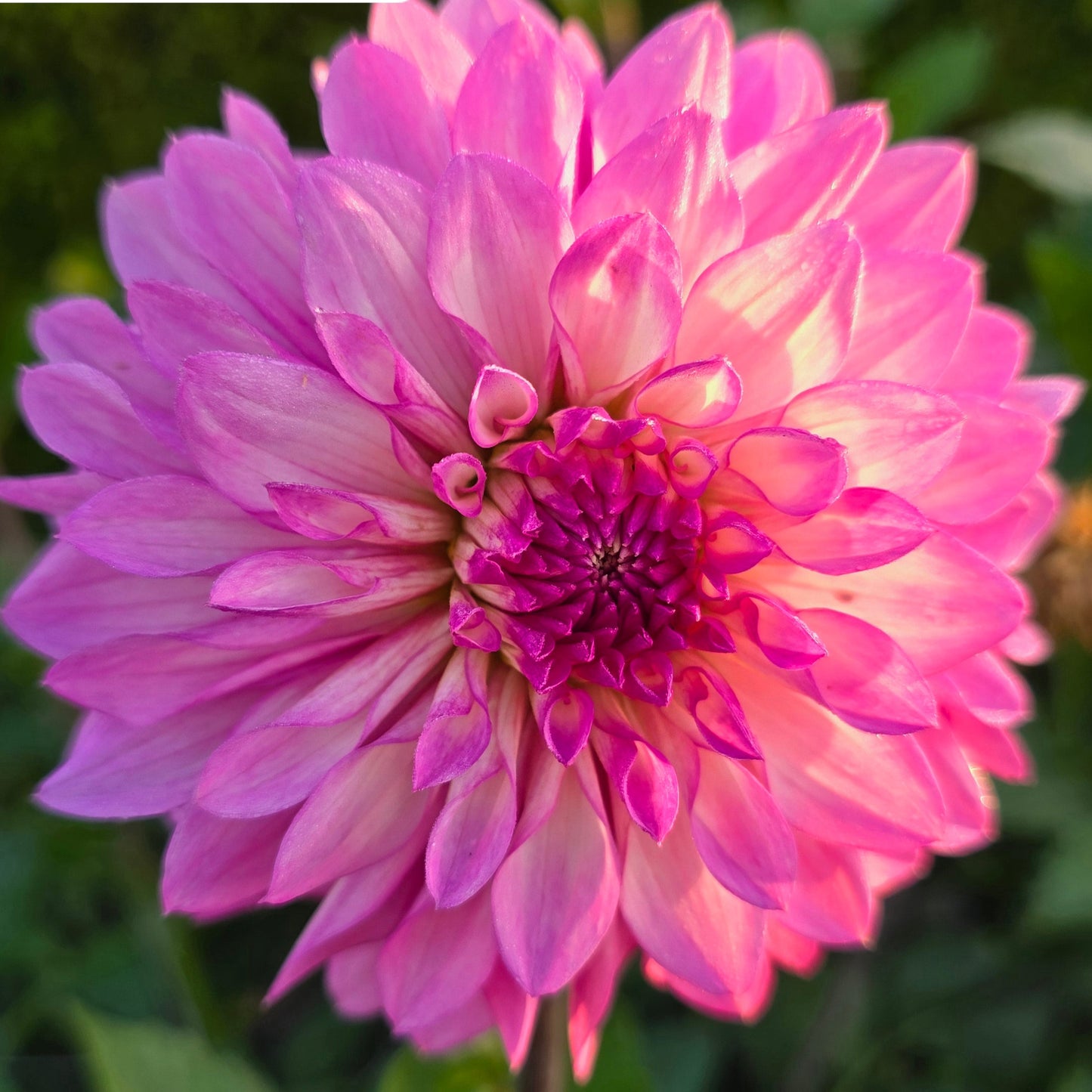 BLOOMQUIST FANTASTIC