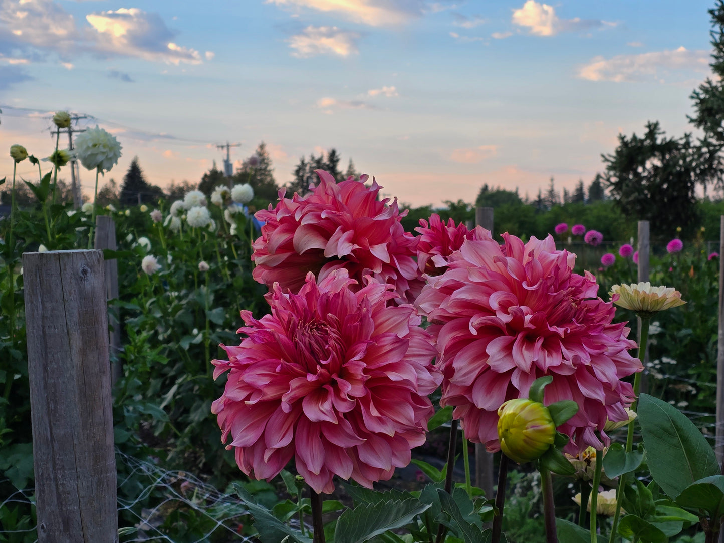 ISLANDER ~ GROWING STOCK IN 2025