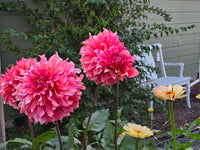 ISLANDER ~ GROWING STOCK IN 2025