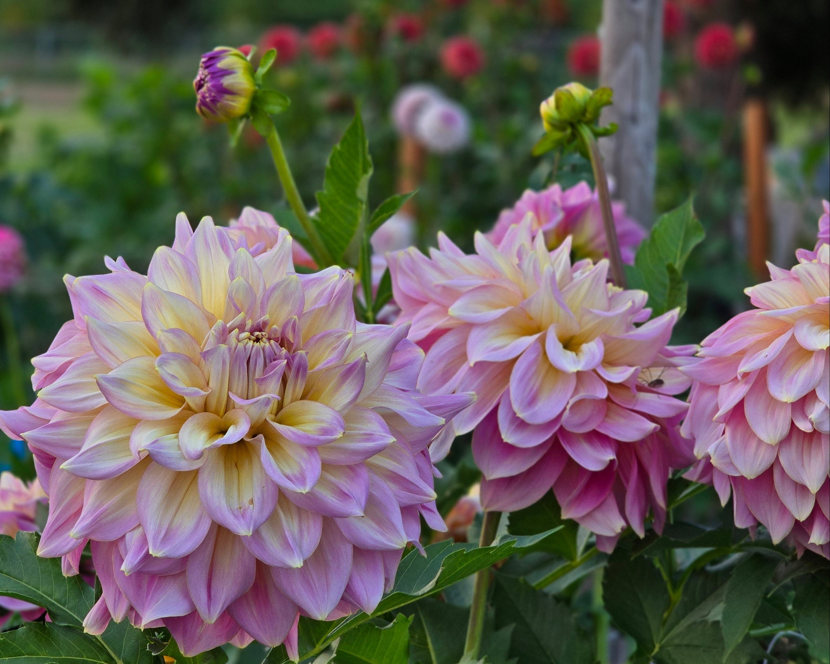 KIDD'S CLIMAX – Flowerly Farm