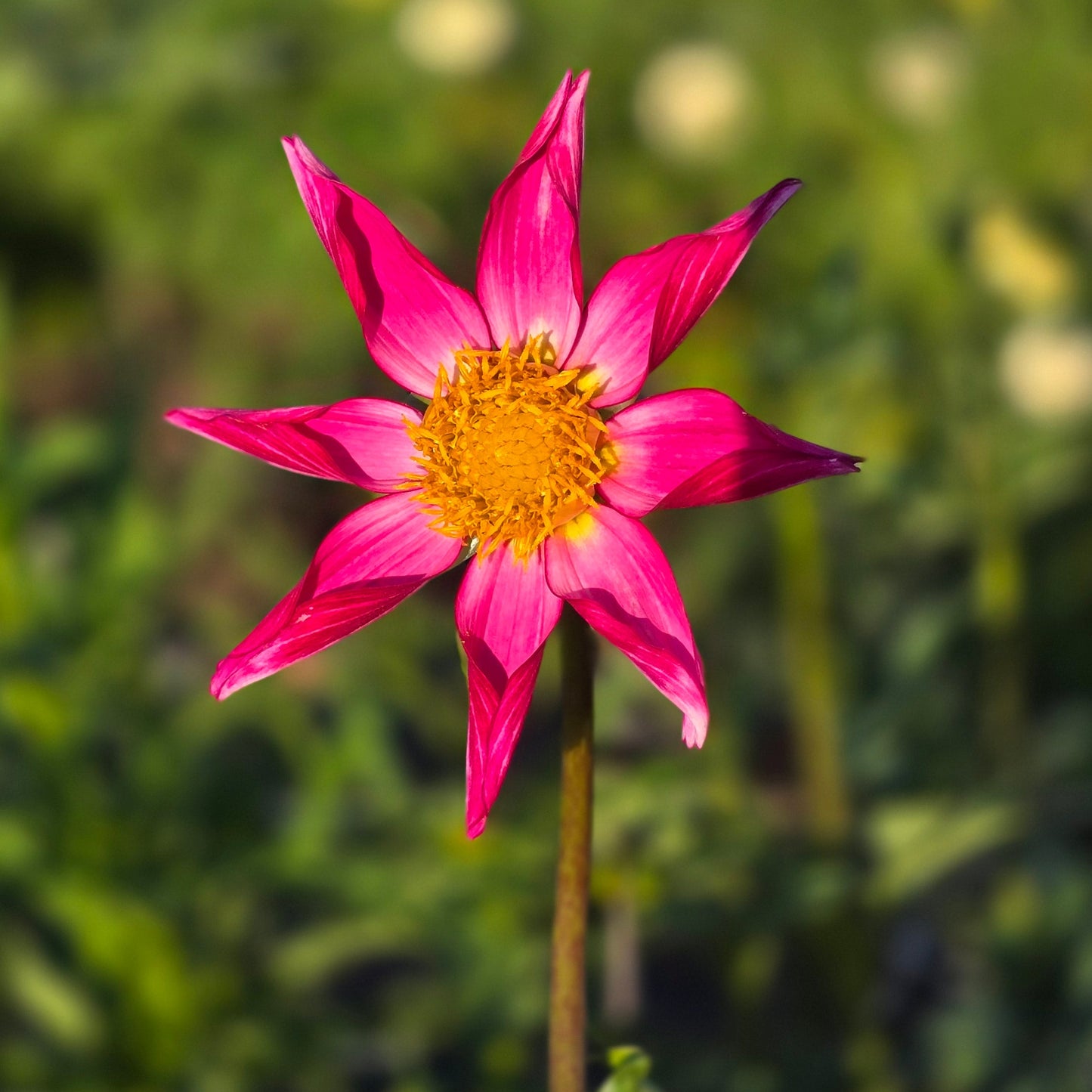 Bloomquist Honorable