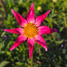 Load image into Gallery viewer, Bloomquist Honorable
