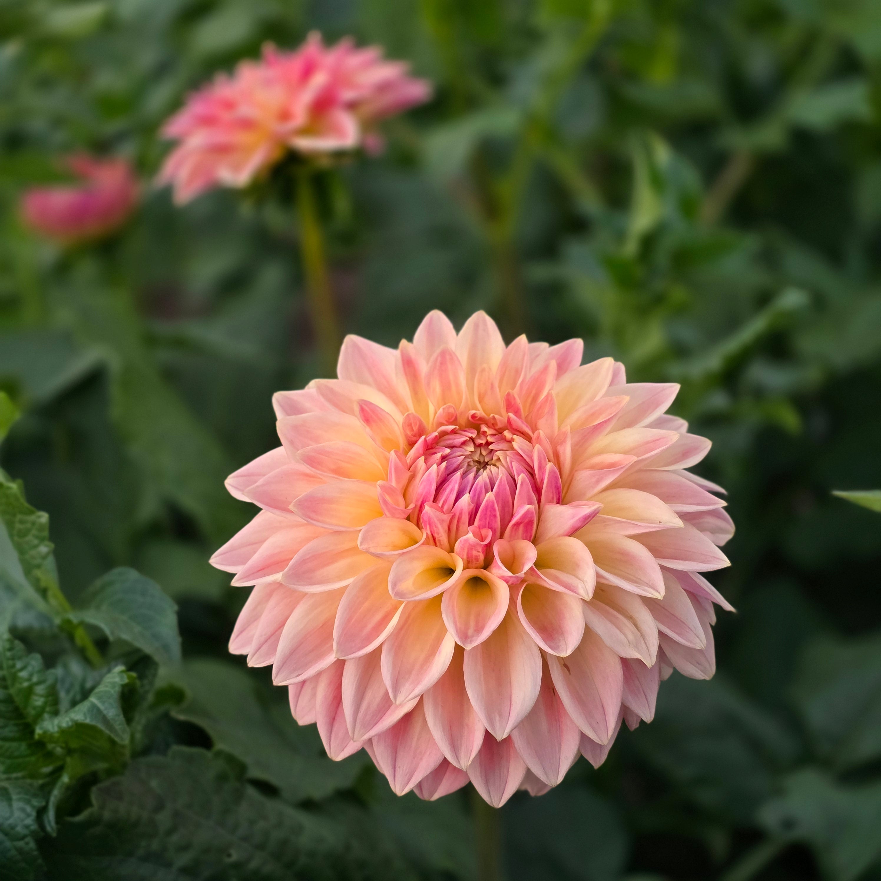 邦楽 Bloom Blc. Mem. Richard Nakanishi (Sunstate Outback x Toshie Aoki `Pizazz' A