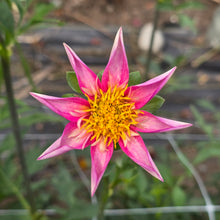 Load image into Gallery viewer, Bloomquist Ginger
