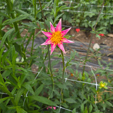 Load image into Gallery viewer, Bloomquist Ginger
