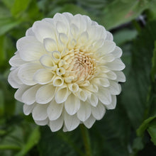 Load image into Gallery viewer, Boom Boom White
