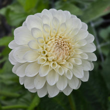 Load image into Gallery viewer, Boom Boom White
