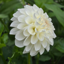Load image into Gallery viewer, Boom Boom White
