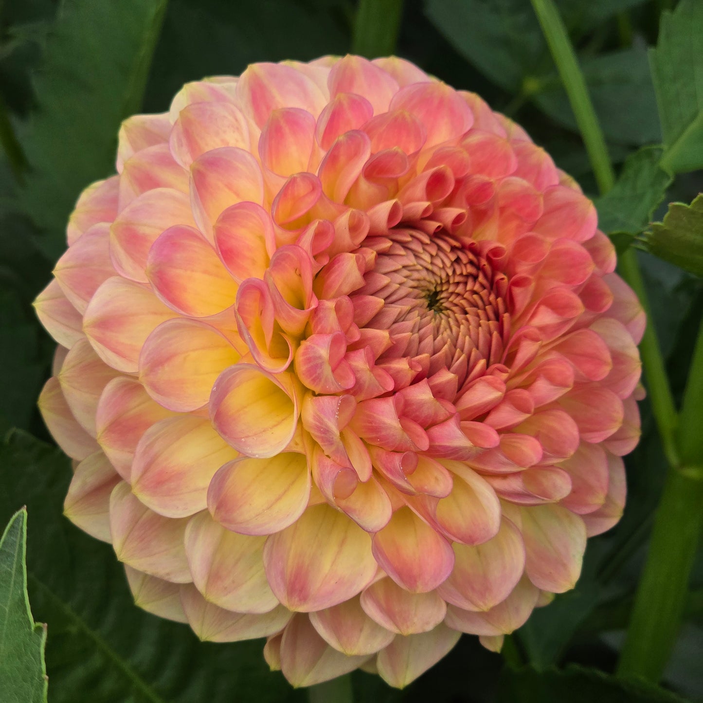 20th Ave Softer Peach