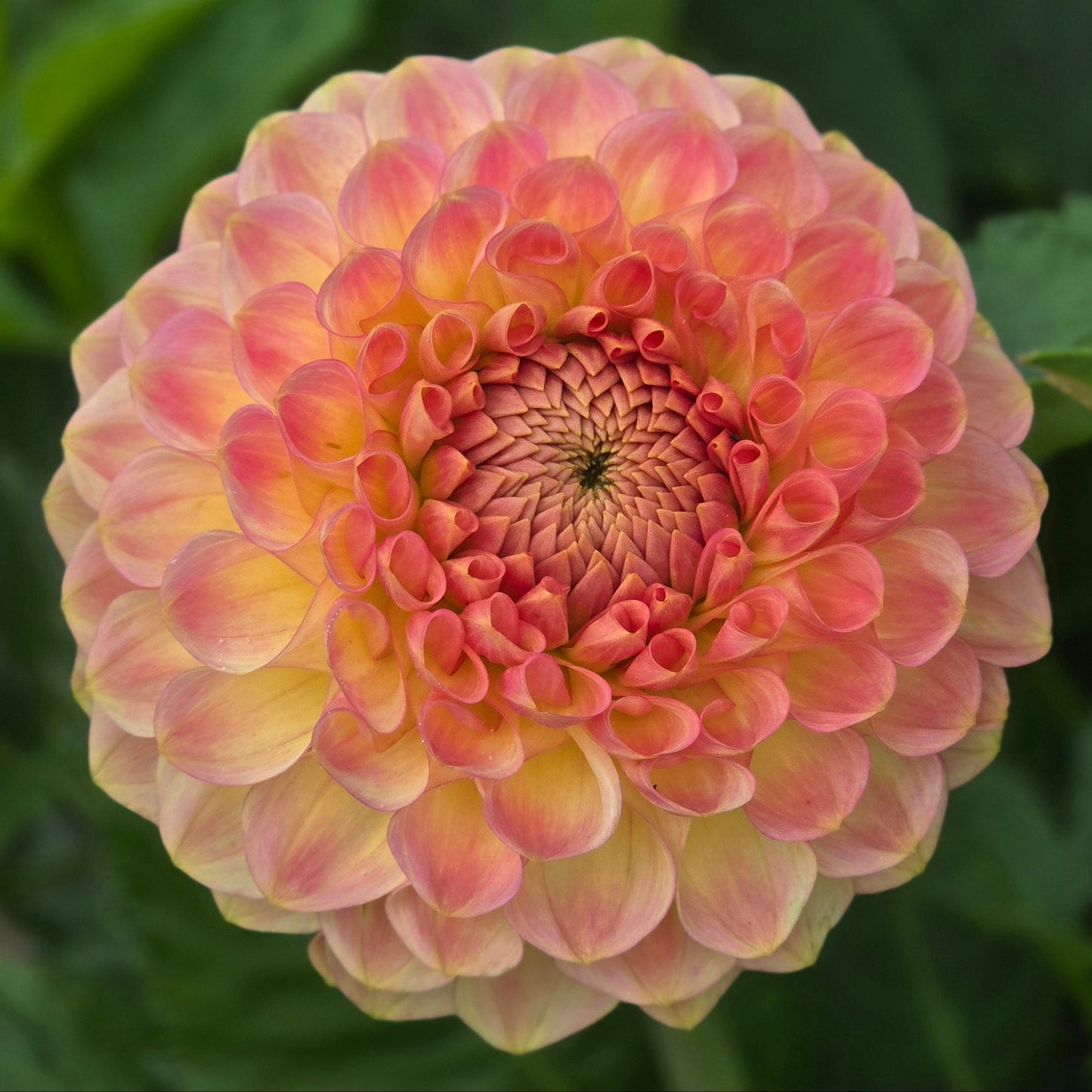 20th Ave Softer Peach