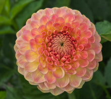 Load image into Gallery viewer, 20th Ave Softer Peach
