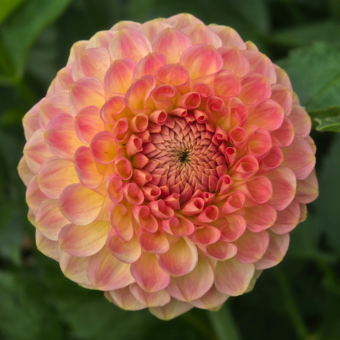 20th Ave Softer Peach