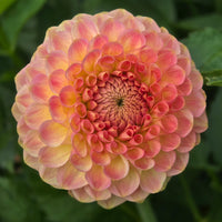 20th Ave Softer Peach