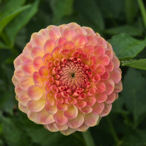 20th Ave Softer Peach