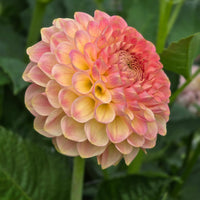 20th Ave Softer Peach