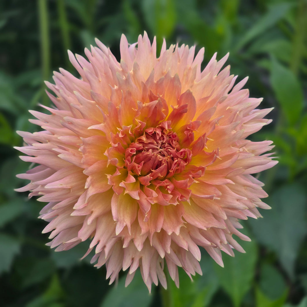 Lakeview Peach Fuzz