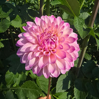 BLOOMQUIST FAITHFUL (Limit 1)