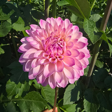 BLOOMQUIST FAITHFUL (Limit 1)