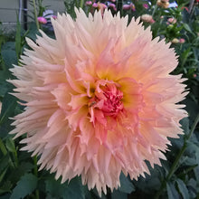 Load image into Gallery viewer, Lakeview Peach Fuzz
