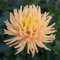 Hollyhill Spice It Up