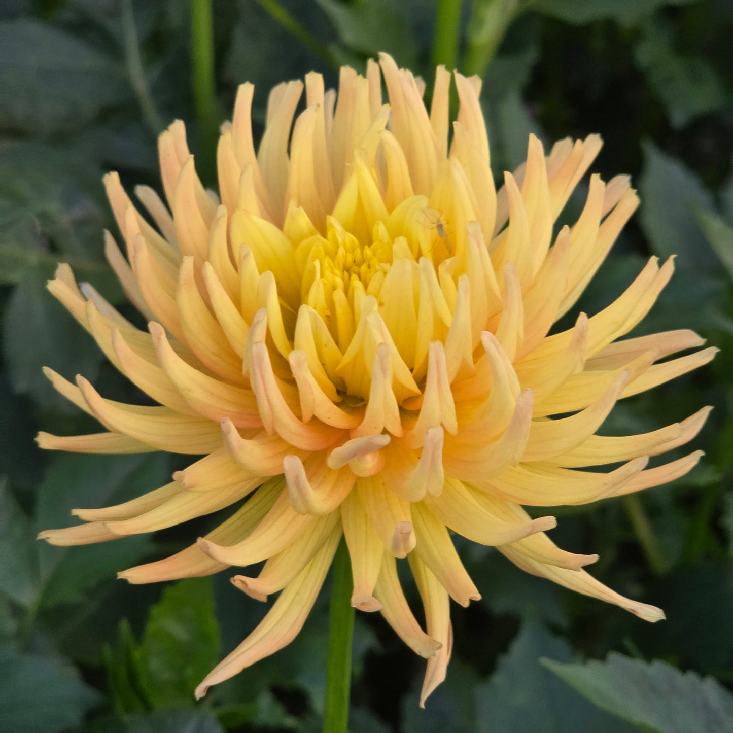 Hollyhill Spice It Up