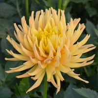 Hollyhill Spice It Up