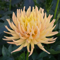 Hollyhill Spice It Up